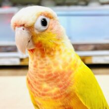 【最新画像】表情豊かで癒される🫧ホオミドリウロコインコ（サンチーク）