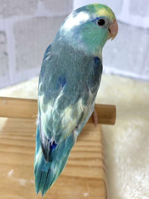 マメルリハ