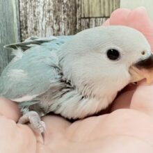 宝石のように深みあるカラー🍀📗コザクインコ(ダークターコイズグリーンバイオレット)(ヒナ)