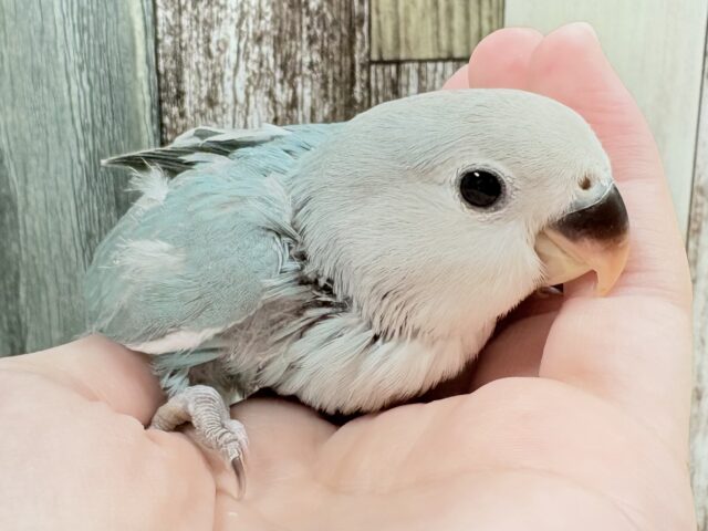 宝石のように深みあるカラー🍀📗コザクインコ(ダークターコイズグリーンバイオレット)(ヒナ)