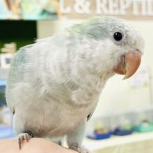 【最新画像】どこから見ても可愛すぎます🩵オキナインコ（アクアブルーオパーリン）
