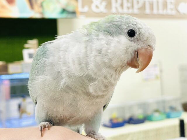 【最新画像】どこから見ても可愛すぎます🩵オキナインコ（アクアブルーオパーリン）