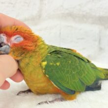 【最新画像・動画更新🪄】情熱カラーの元気っ子🌻🧡コガネメキシコインコ(男の子) ヒナ