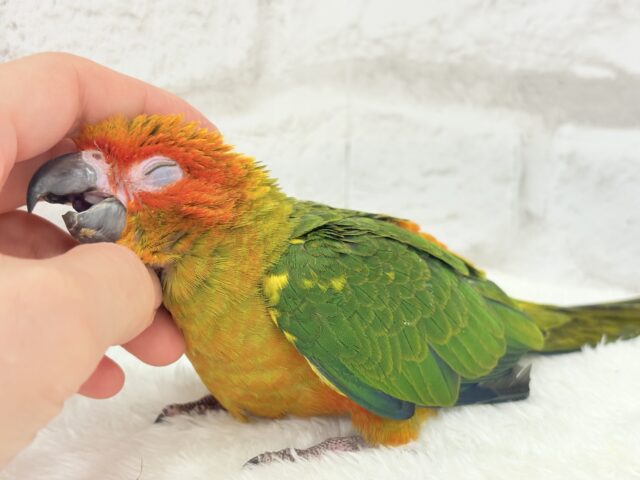 【最新画像・動画更新🪄】情熱カラーの元気っ子🌻🧡コガネメキシコインコ(男の子) ヒナ