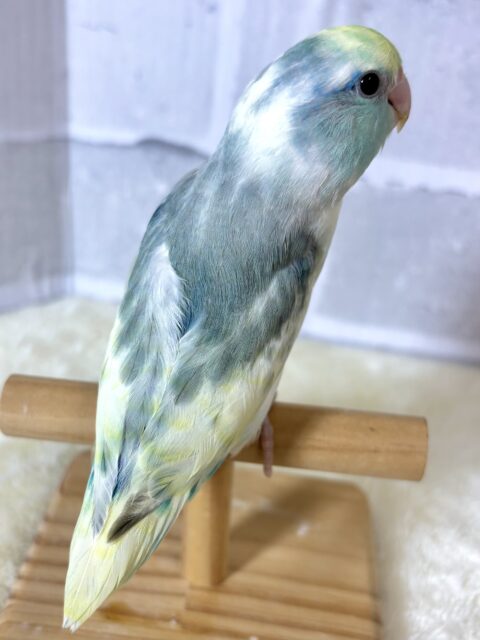 マメルリハ