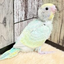 爽やかクリームメロンソーダ🍈🫧セキセイインコ(パステルレインボー)(ヒナ)