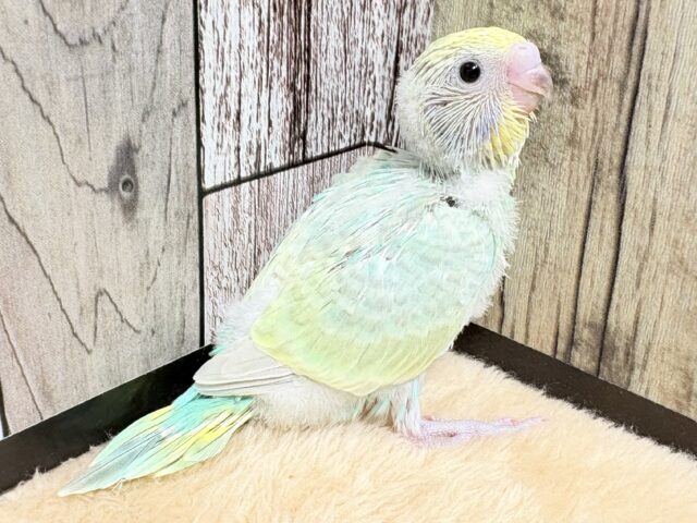 爽やかクリームメロンソーダ🍈🫧セキセイインコ(パステルレインボー)(ヒナ)