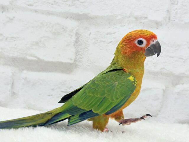 コガネメキシコインコ
