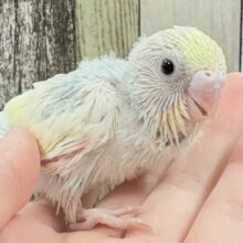 優しいクリームソーダ️️️🩵🍹セキセイインコ(パステルレインボー)(ヒナ)