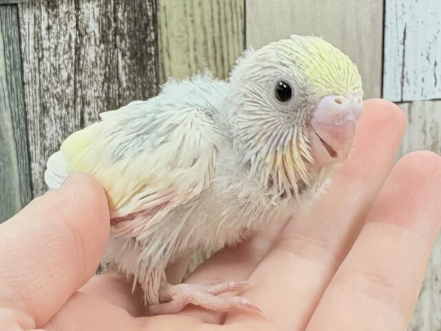 優しいクリームソーダ️️️🩵🍹セキセイインコ(パステルレインボー)(ヒナ)