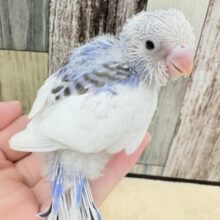 にこっとスマイル❣️セキセイインコ(パイド)(ヒナ)