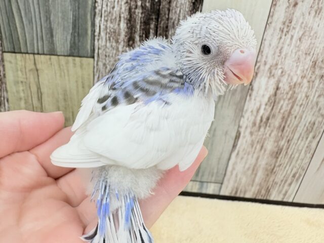 にこっとスマイル❣️セキセイインコ(パイド)(ヒナ)