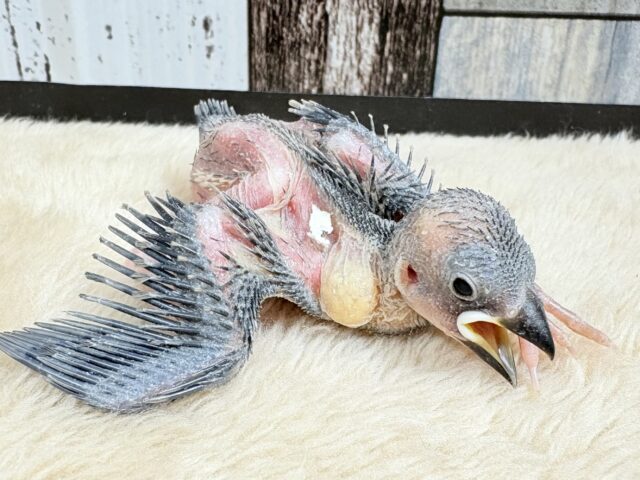 桜文鳥