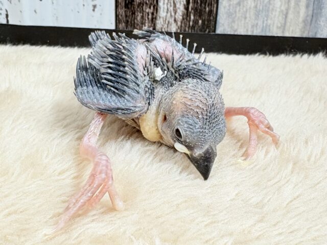 桜文鳥