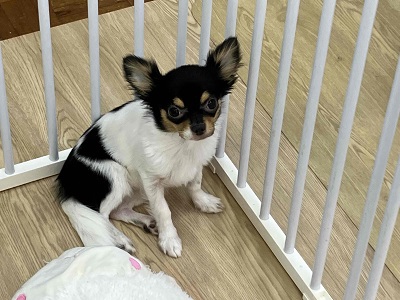 チワワ