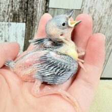 沢山食べて大きくなるよ‼️桜文鳥(ヒナ)