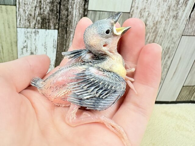 沢山食べて大きくなるよ‼️桜文鳥(ヒナ)