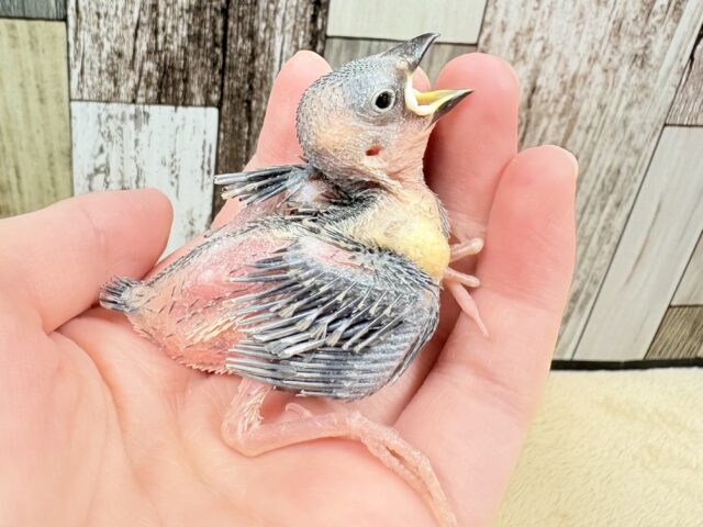 桜文鳥