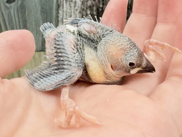 桜文鳥