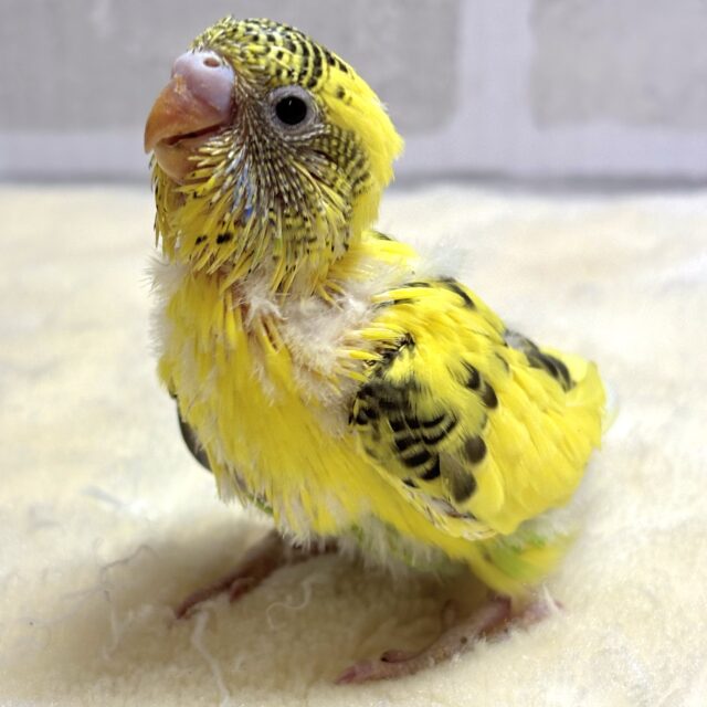 セキセイインコ