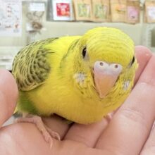 【最新画像更新🪄︎︎💫】毎日元気に遊んでます❣️😍セキセイインコちゃん❣️(オパーリン)(ヒナ)