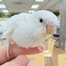 【最新画像更新🪄︎︎➰‪💫】すくすく成長中❕セキセイインコ(ダブルファクター)(ヒナ)