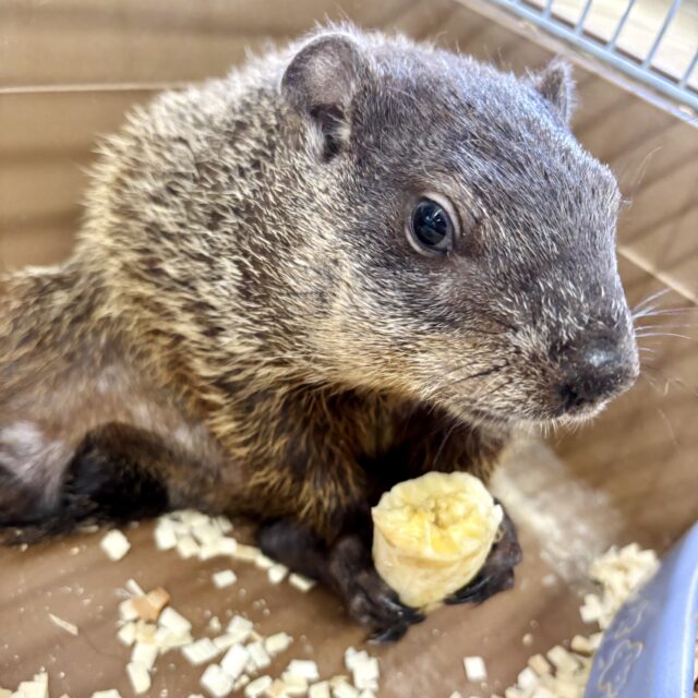 ウッドチャック