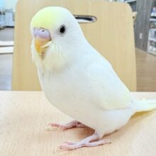 【最新画像更新🪄︎︎‪‪💫】ふんわり優しい甘さ💛セキセイインコ(クリーム)(ヒナ)