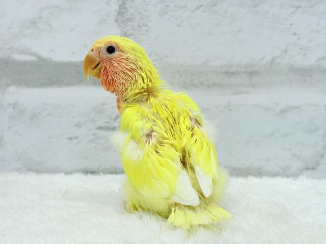 【最新画像更新🪄】フレッシュ🍊果汁たっぷり🫧コザクラインコ(ルチノー) ヒナ コザクラインコ(小桜インコ)