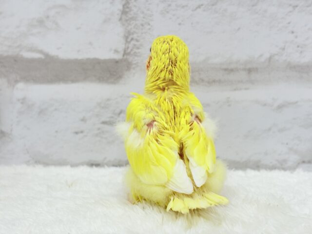 【最新画像更新🪄】フレッシュ🍊果汁たっぷり🫧コザクラインコ(ルチノー) ヒナ コザクラインコ(小桜インコ)