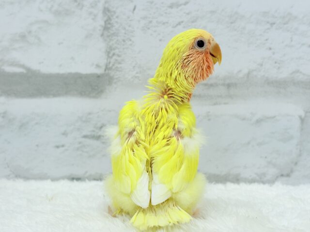 【最新画像更新🪄】フレッシュ🍊果汁たっぷり🫧コザクラインコ(ルチノー) ヒナ コザクラインコ(小桜インコ)