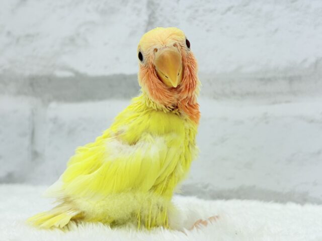 【最新画像更新🪄】フレッシュ🍊果汁たっぷり🫧コザクラインコ(ルチノー) ヒナ コザクラインコ(小桜インコ)