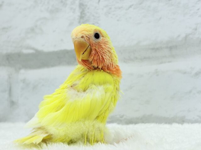 【最新画像更新🪄】フレッシュ🍊果汁たっぷり🫧コザクラインコ(ルチノー) ヒナ コザクラインコ(小桜インコ)