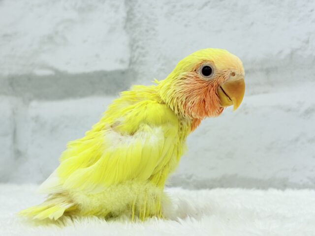 【最新画像更新🪄】フレッシュ🍊果汁たっぷり🫧コザクラインコ(ルチノー) ヒナ コザクラインコ(小桜インコ)
