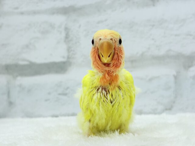 【最新画像更新🪄】フレッシュ🍊果汁たっぷり🫧コザクラインコ(ルチノー) ヒナ コザクラインコ(小桜インコ)