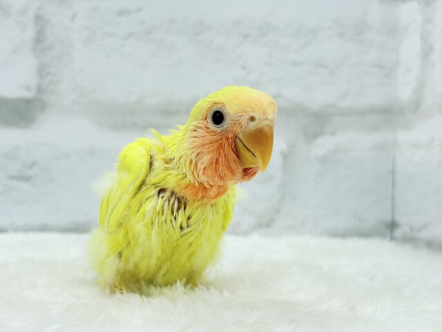 【最新画像更新🪄】フレッシュ🍊果汁たっぷり🫧コザクラインコ(ルチノー) ヒナ コザクラインコ(小桜インコ)