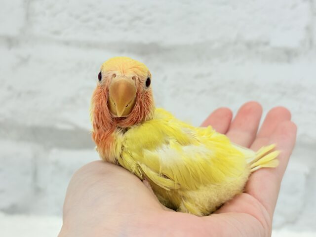 【最新画像更新🪄】フレッシュ🍊果汁たっぷり🫧コザクラインコ(ルチノー) ヒナ コザクラインコ(小桜インコ)