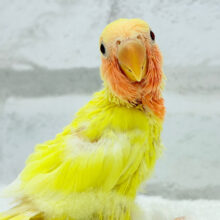 【最新画像更新🪄】フレッシュ🍊果汁たっぷり🫧コザクラインコ(ルチノー) ヒナ