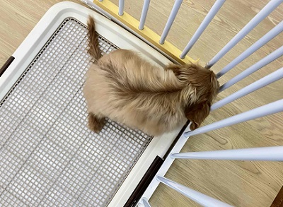 キャバプー