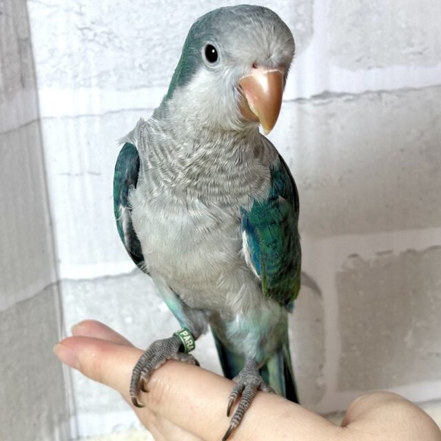 オキナインコ アクアブルー 💙🩵🌊 オキナインコ