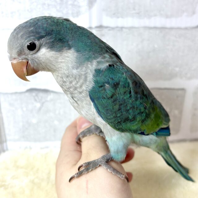 オキナインコ