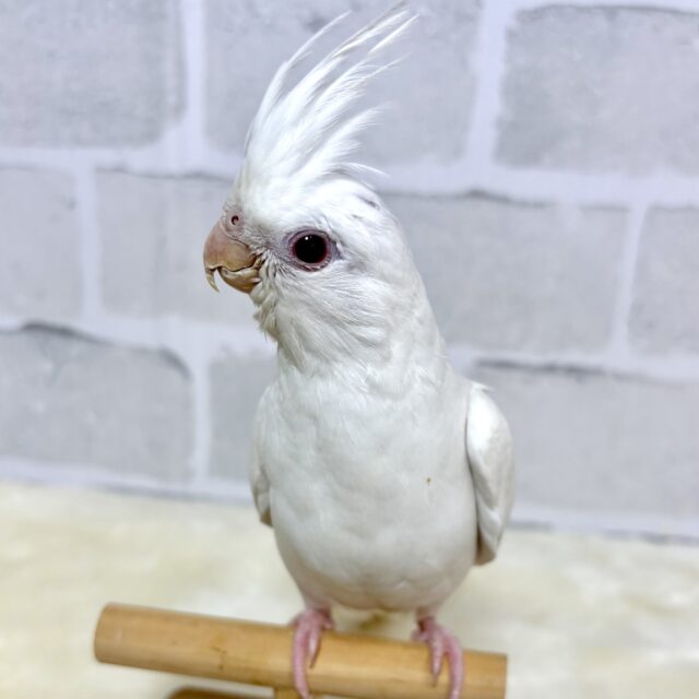 オカメインコ