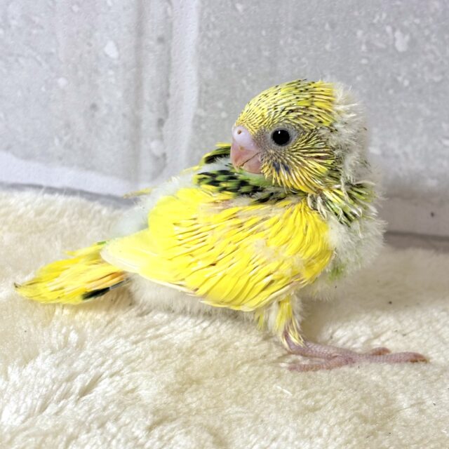 セキセイインコ