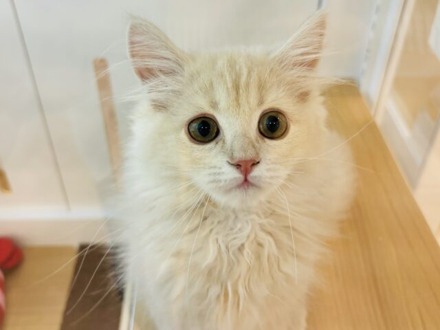 ラガマフィン