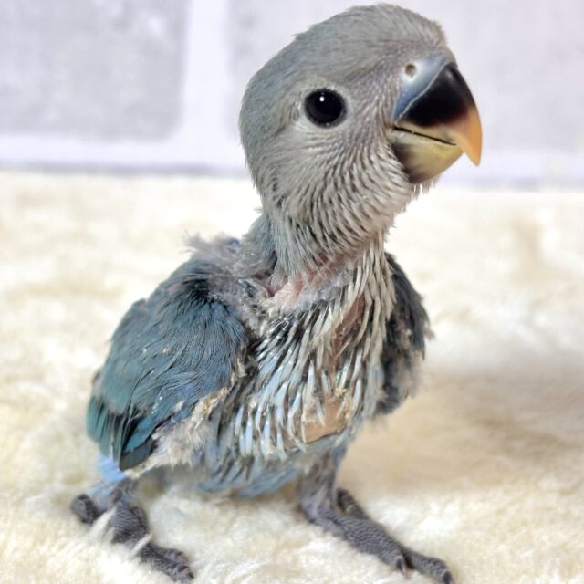 コザクラインコ ブルー系 🦋💙︎︎𓂃⟡.·