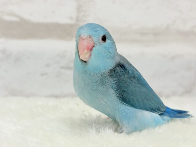 【最新画像更新🪄ひとり餌になりました!】控えめな性格がツボ♥マメルリハ(ブルー) 女の子 ヒナ マメルリハ