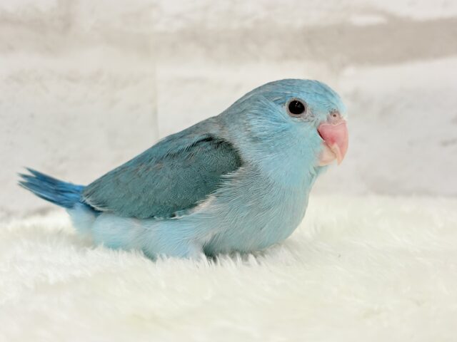 【最新画像更新🪄ひとり餌になりました!】控えめな性格がツボ♥マメルリハ(ブルー) 女の子 ヒナ マメルリハ