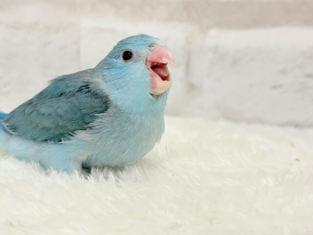 【最新画像更新🪄ひとり餌になりました!】控えめな性格がツボ♥マメルリハ(ブルー) 女の子 ヒナ マメルリハ