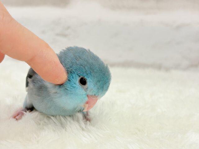 【最新画像更新🪄ひとり餌になりました!】控えめな性格がツボ♥マメルリハ(ブルー) 女の子 ヒナ マメルリハ