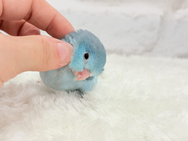 【最新画像更新🪄ひとり餌になりました!】控えめな性格がツボ♥マメルリハ(ブルー) 女の子 ヒナ マメルリハ